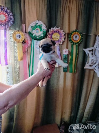 Мопсы щенки мальчики и девочка