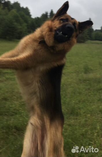Вязка