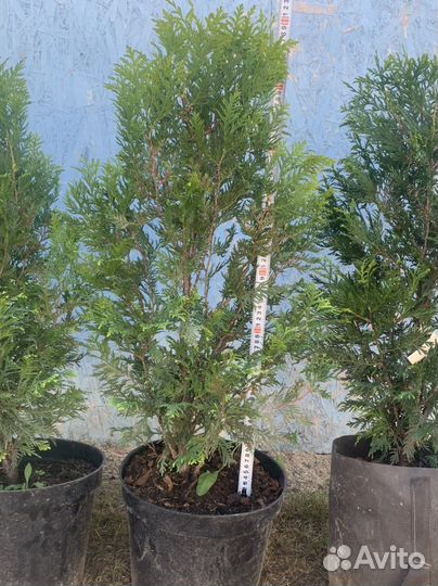 Туя Корник, туя Смарагд туя Брабант