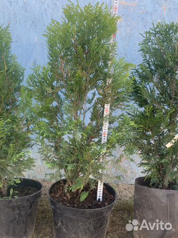 Туя Корник, туя Смарагд туя Брабант