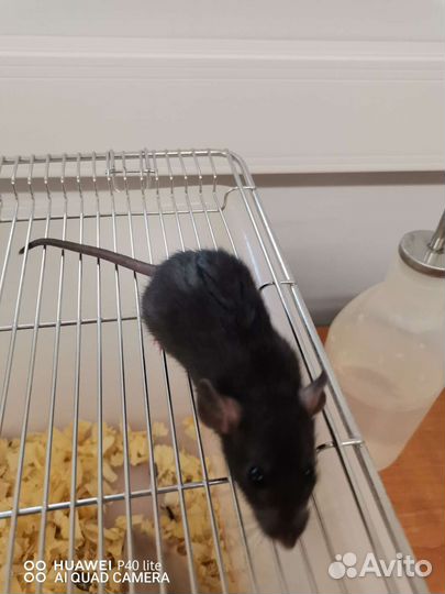 Декоративная крыса дамбо