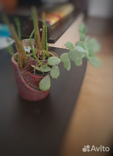 Декоративный горшок