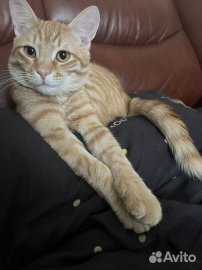 Кот