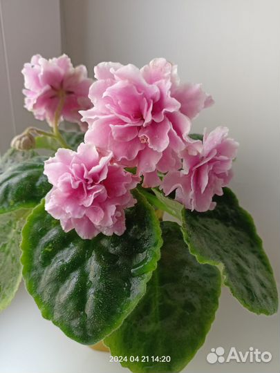 Фиалка сортовая