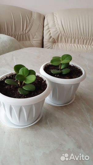 Пеперомия Хоуп