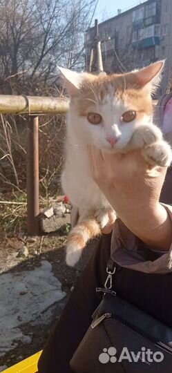 Котенок ищет дом