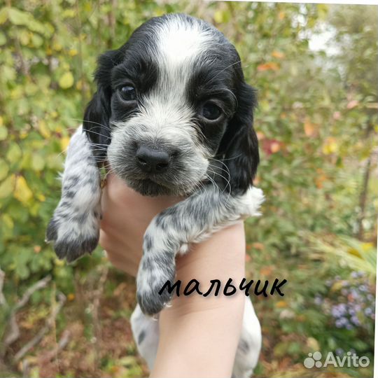 Щенки русского спаниеля