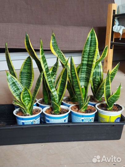 Сансевиерия,щучий хвост,тещин язык