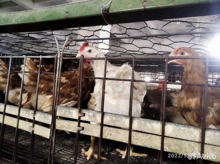 Молодняк кур-несушек породы хайсекс-браун