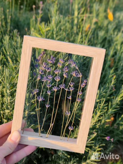 Гербарий (лаванда) в стекле