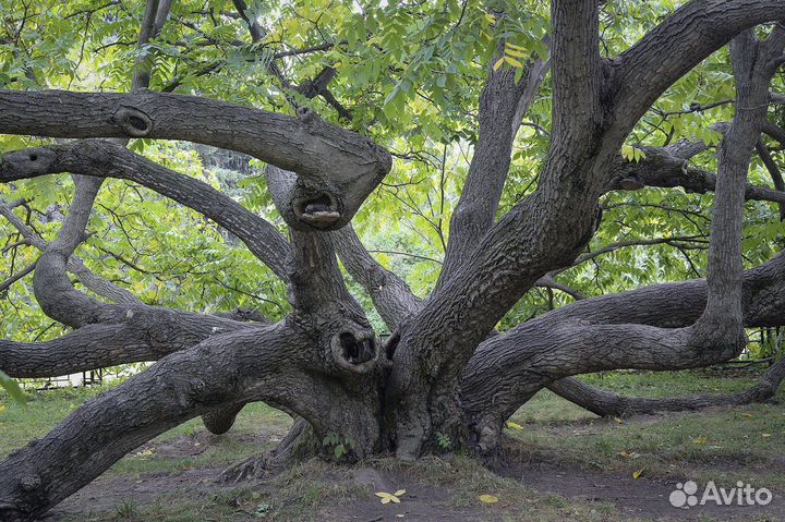 Орех маньчжурский, морозостойкий, семена