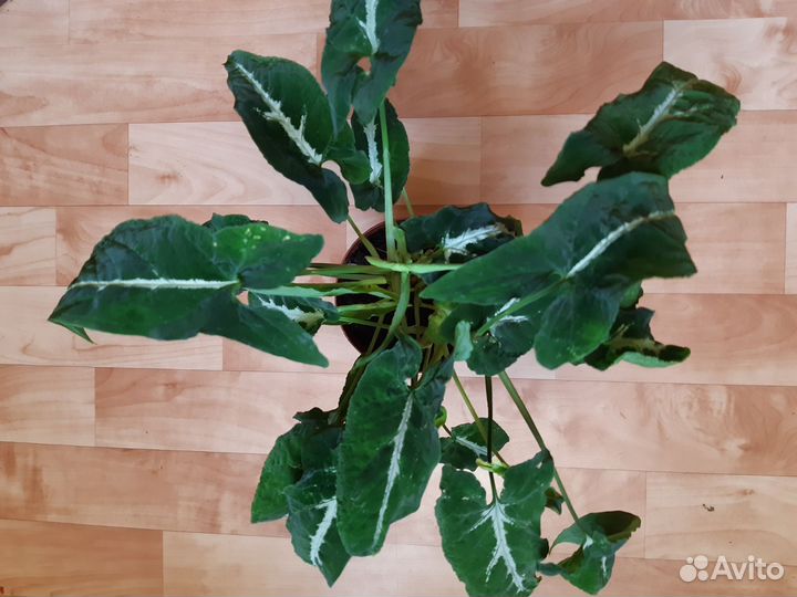 Домашние растения