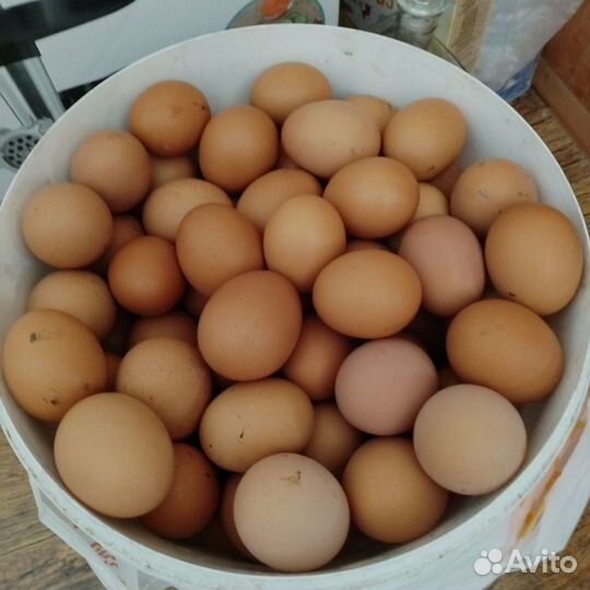 Домашние куриные яйца