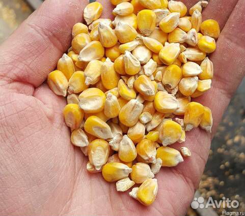 Кукуруза кормовая Приморье
