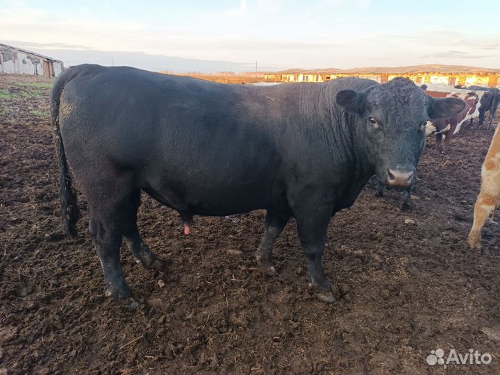 Быки на племя