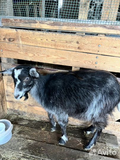 Козы дойные