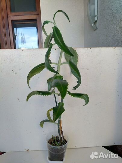 Каланхое Золотой ус