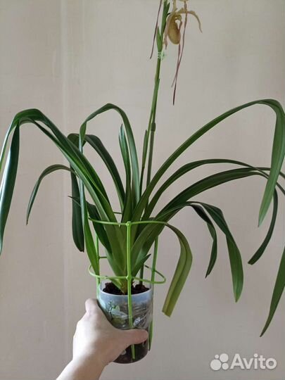 Орхидея Фрагмипедиум