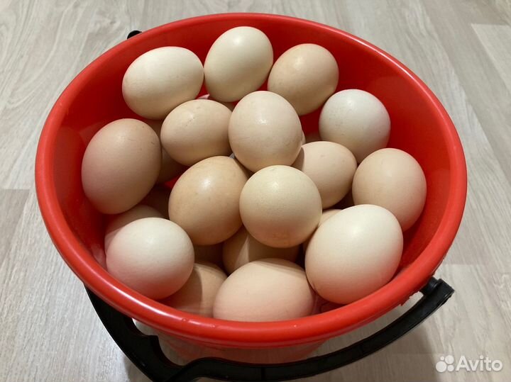 Домашние куриные яйца