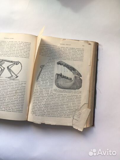 История земли Неймайра том 2, 1903 гол