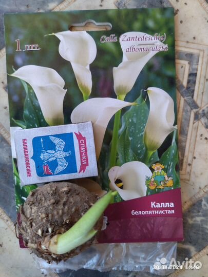 Домашние растения цветы