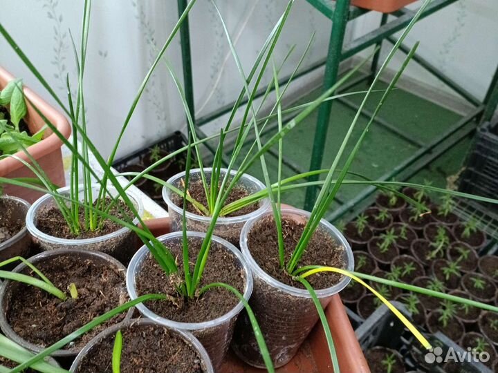 Зефирантес выскочка белая и розовая