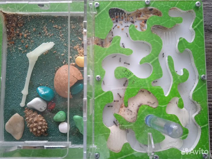 Муравьиная ферма с муравьями