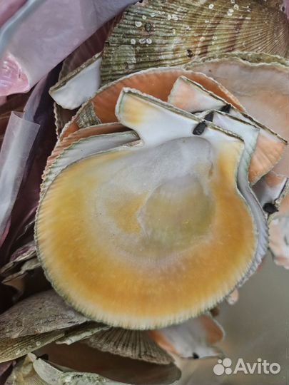 Ракушка морского гребешка