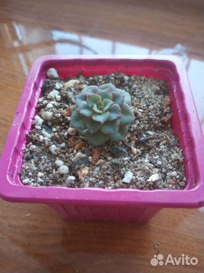 Эхеверия. Суккулент