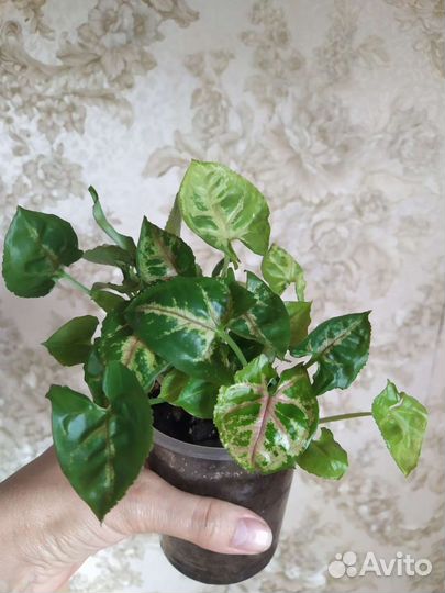 Сингониумы