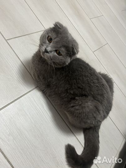 Шотландская вислоухая