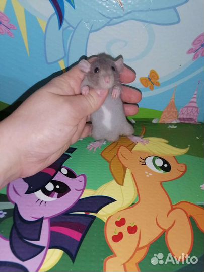 Крыса крысята дамбо, клетки, корм, наполнитель