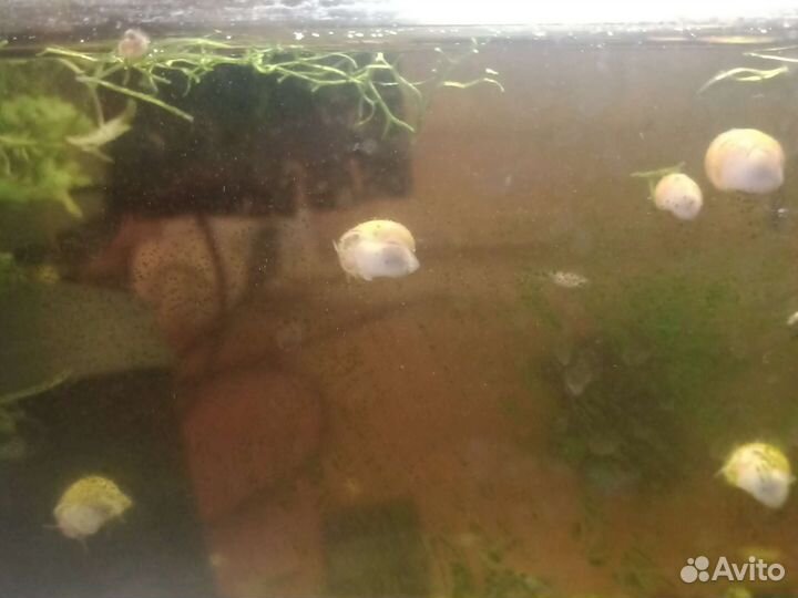 Аквариумные креветки вишни и синие