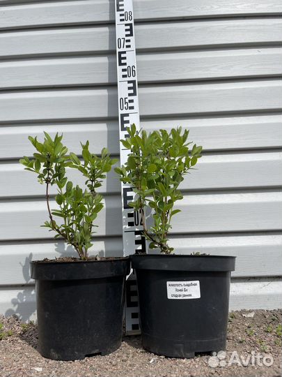 Жимолость съедобная