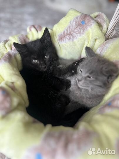 Котята в добрые руки