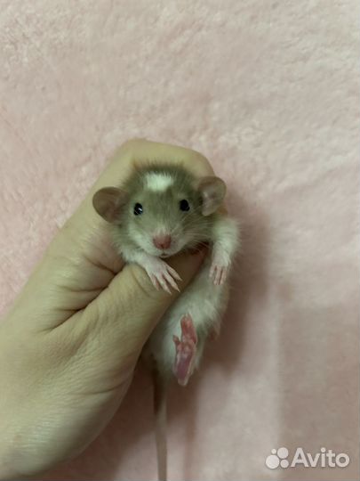 Крысята Дамбо малыши ручные