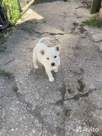 Щенки в добрые руки