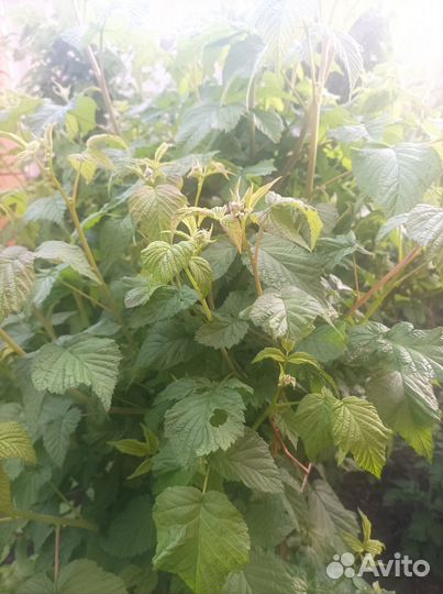 Садовые цветы и растения