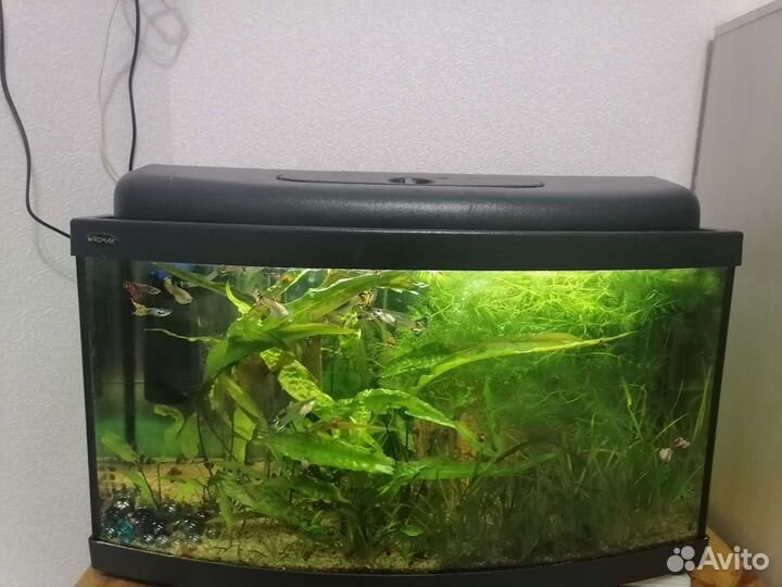 Аквариум с рыбками