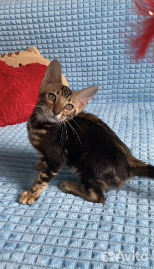 Черная пантера бенгальская девочка