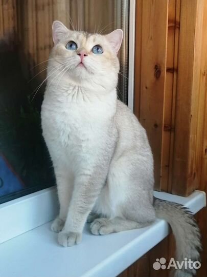 Кот для вязки