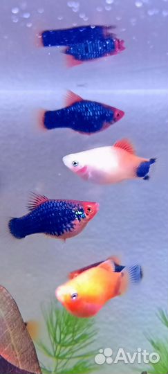 Рыбки,растения,корм