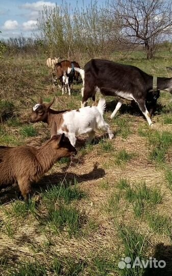 Камерунские козлята. камерунонигерийский козел