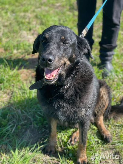 Собака очень ищет дом