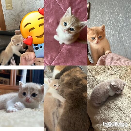 Котенок Зефир