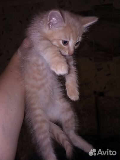 Шотландский котенок