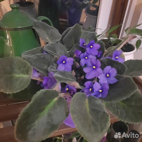 Фиалки продажа