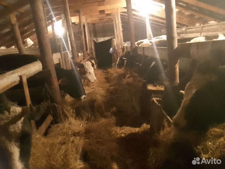 Бычки ферма дом 2 600 000