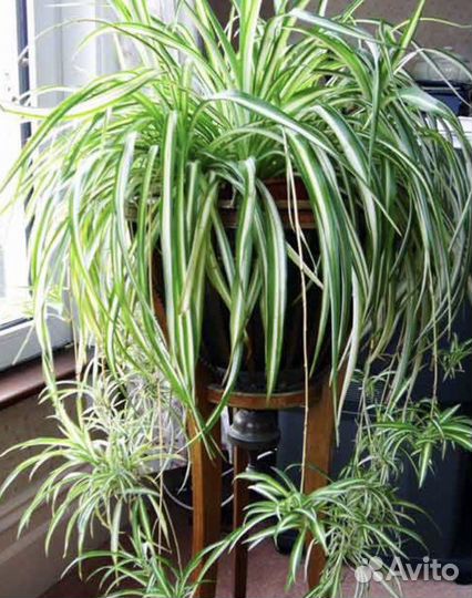 Лечебные растения