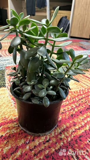 Крассула толстянка, денежное дерево